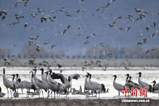 
浙江大学妇产科医院黄牛代挂号电话票贩子号贩子网上预约挂号,住院检查加快,西藏：越冬黑颈鹤“做客”林周 绘就生态乐园