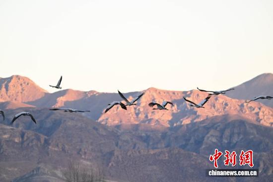 
浙江大学妇产科医院黄牛代挂号电话票贩子号贩子网上预约挂号,住院检查加快,西藏：越冬黑颈鹤“做客”林周 绘就生态乐园