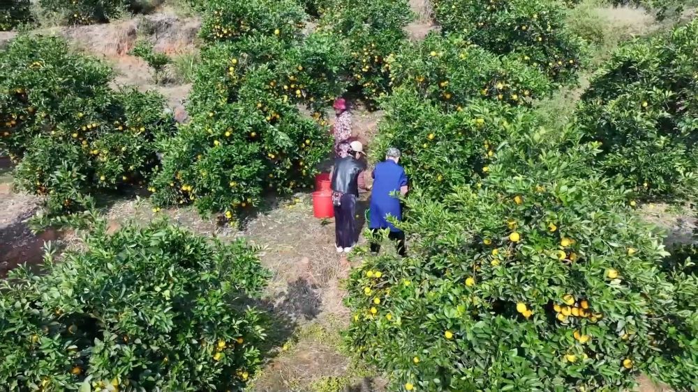 
西安市儿童医院黄牛代挂号电话票贩子号贩子网上预约挂号,住院检查加快,新华视点｜多元特色产业绘就乡村振兴新画卷