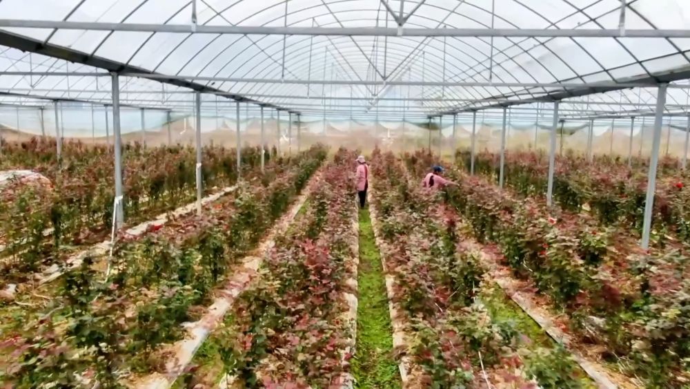 
西安市儿童医院黄牛代挂号电话票贩子号贩子网上预约挂号,住院检查加快,新华视点｜多元特色产业绘就乡村振兴新画卷