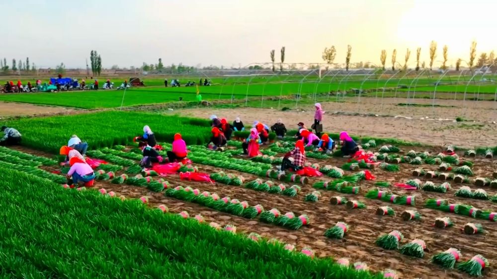 
西安市儿童医院黄牛代挂号电话票贩子号贩子网上预约挂号,住院检查加快,新华视点｜多元特色产业绘就乡村振兴新画卷