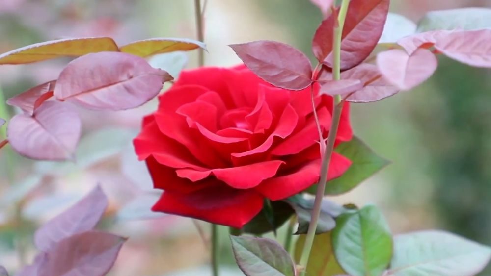 
西安市儿童医院黄牛代挂号电话票贩子号贩子网上预约挂号,住院检查加快,新华视点｜多元特色产业绘就乡村振兴新画卷