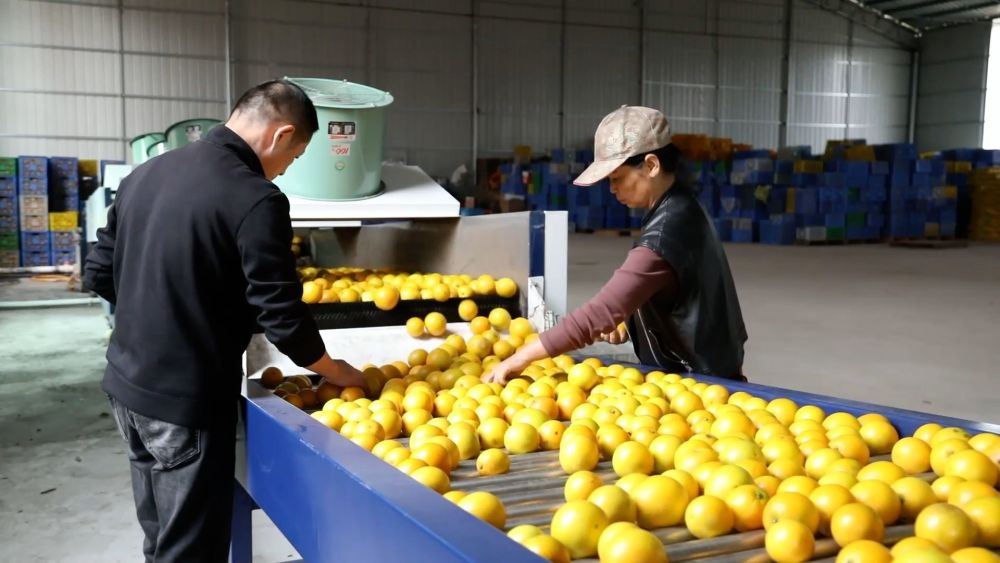 
西安市儿童医院黄牛代挂号电话票贩子号贩子网上预约挂号,住院检查加快,新华视点｜多元特色产业绘就乡村振兴新画卷
