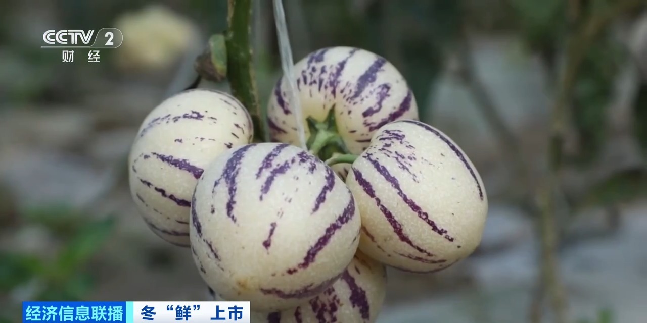 
南京市中医院黄牛代挂号电话票贩子号贩子网上预约挂号,住院检查加快,争“鲜”上市！新疆戈壁种上了草莓、人参果、蓝莓