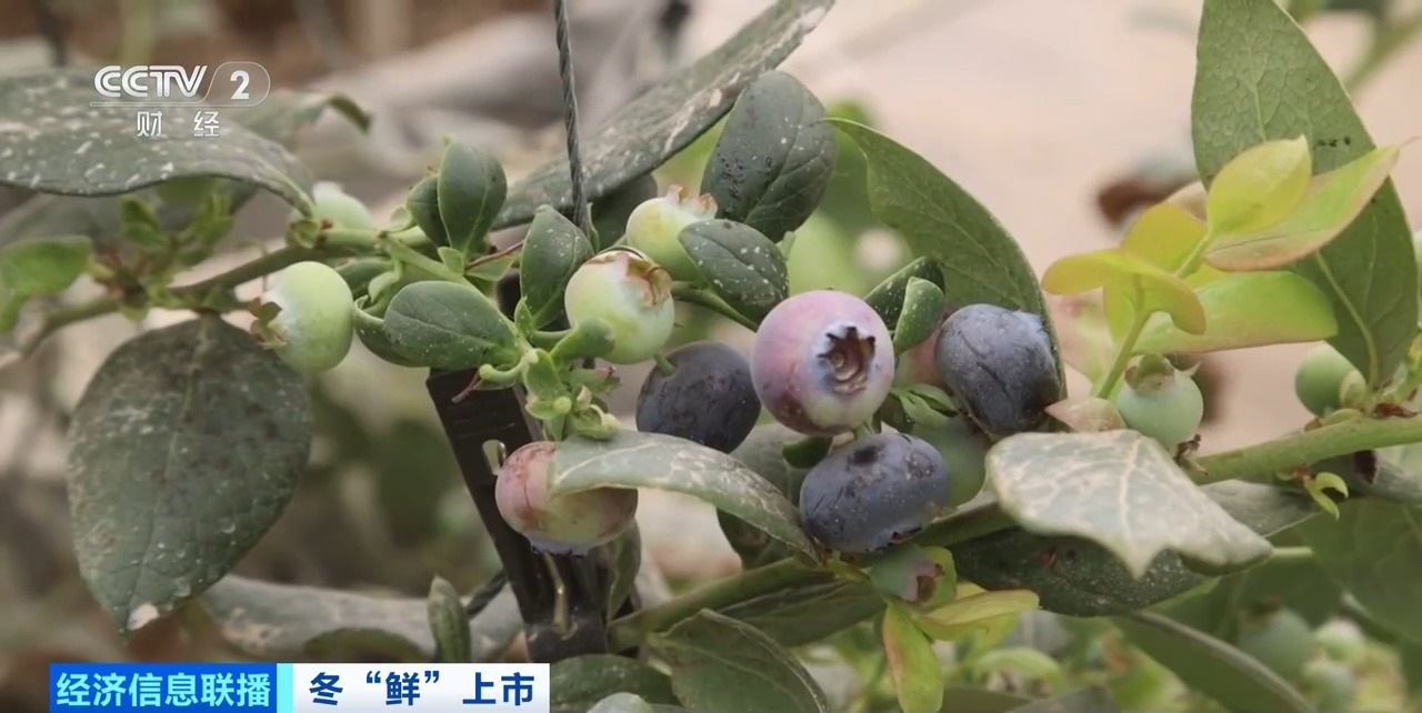 
南京市中医院黄牛代挂号电话票贩子号贩子网上预约挂号,住院检查加快,争“鲜”上市！新疆戈壁种上了草莓、人参果、蓝莓