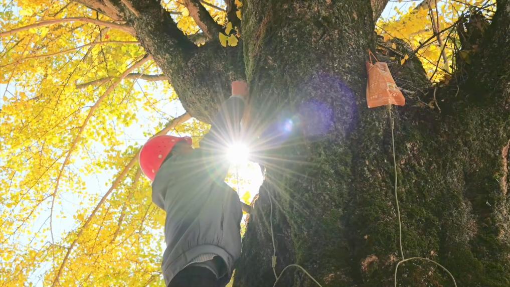 
浙江医院黄牛代挂号电话票贩子号贩子网上预约挂号,住院检查加快,新华视点｜文旅消费提质升级 多地经济焕发冬日新活力