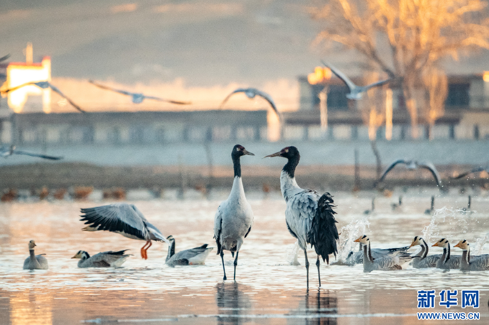 首都医科大学附属北京胸科医院黄牛代挂号电话票贩子号贩子网上预约挂号,住院检查加快,拉萨河谷:迁徙候鸟绘就美好生态画卷