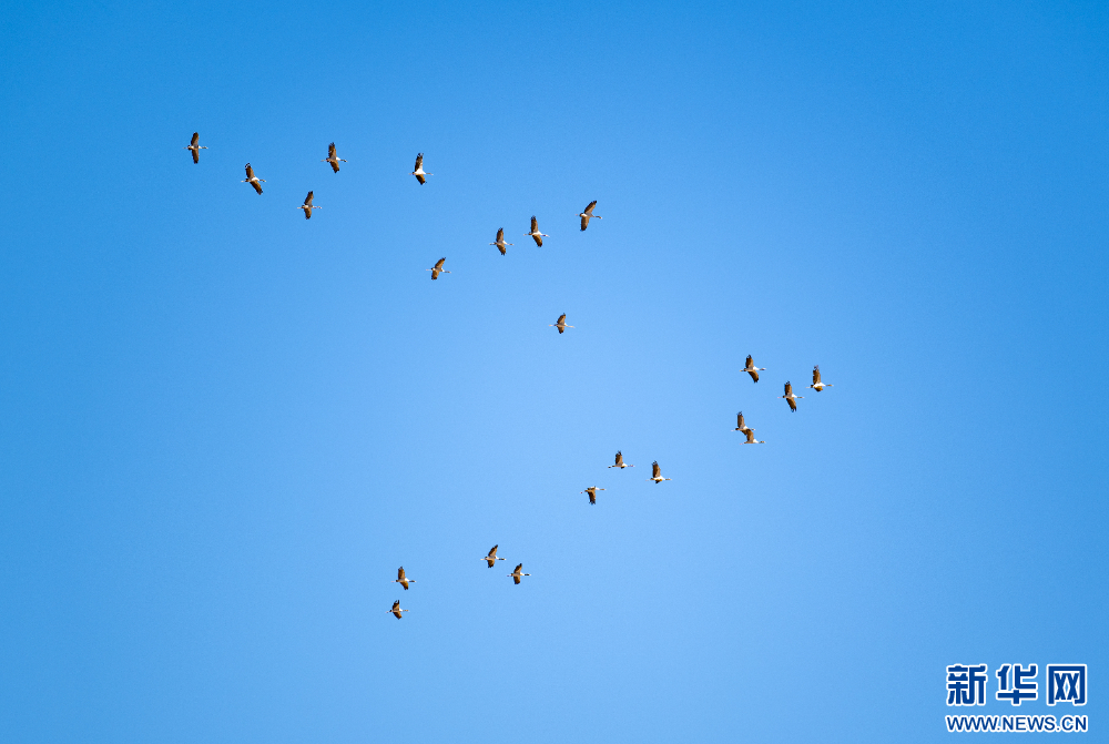 首都医科大学附属北京胸科医院黄牛代挂号电话票贩子号贩子网上预约挂号,住院检查加快,拉萨河谷:迁徙候鸟绘就美好生态画卷