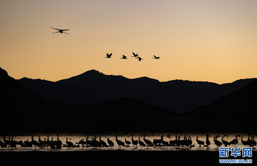 首都医科大学附属北京胸科医院黄牛代挂号电话票贩子号贩子网上预约挂号,住院检查加快,拉萨河谷:迁徙候鸟绘就美好生态画卷