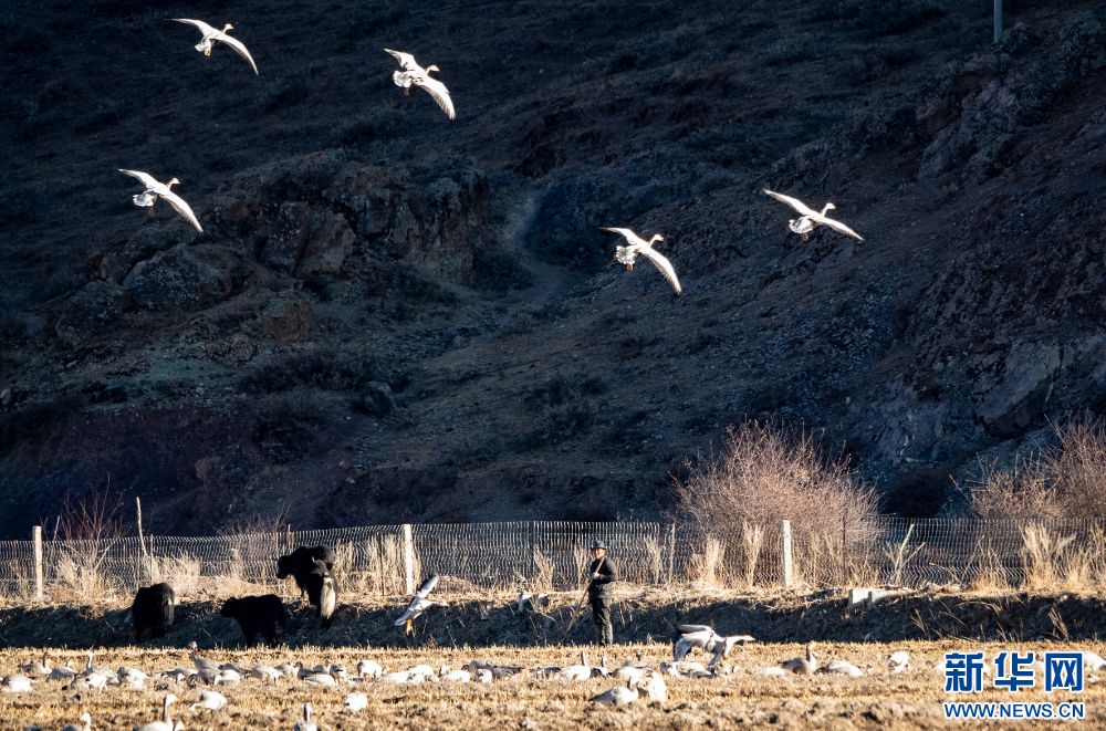 首都医科大学附属北京胸科医院黄牛代挂号电话票贩子号贩子网上预约挂号,住院检查加快,拉萨河谷:迁徙候鸟绘就美好生态画卷