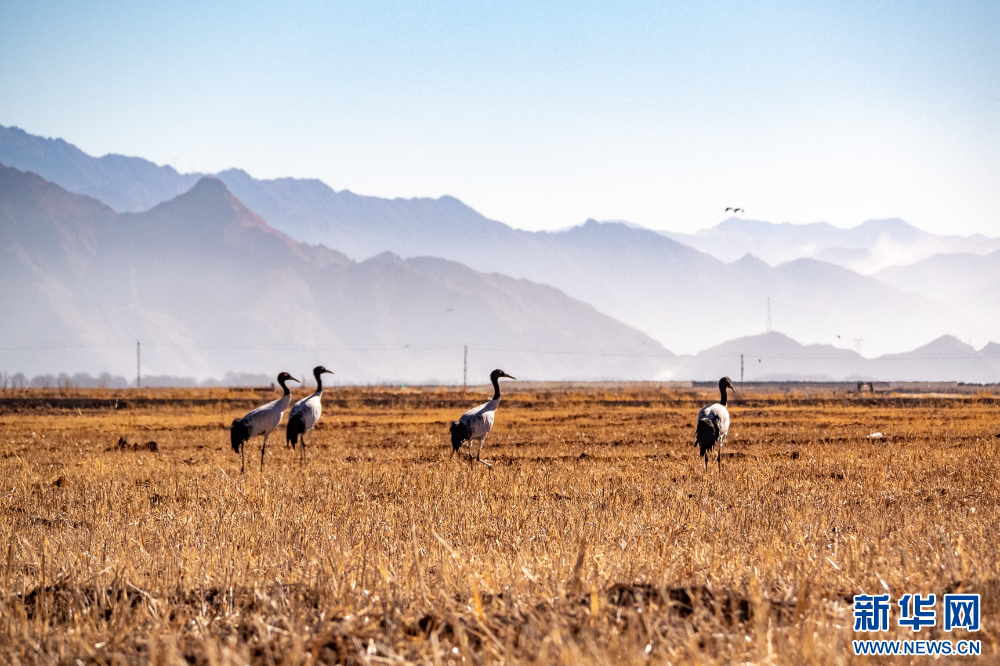 首都医科大学附属北京胸科医院黄牛代挂号电话票贩子号贩子网上预约挂号,住院检查加快,拉萨河谷:迁徙候鸟绘就美好生态画卷