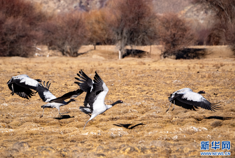 首都医科大学附属北京胸科医院黄牛代挂号电话票贩子号贩子网上预约挂号,住院检查加快,拉萨河谷:迁徙候鸟绘就美好生态画卷
