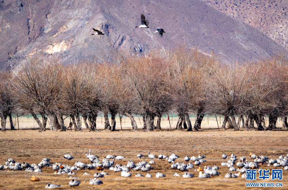 首都医科大学附属北京胸科医院黄牛代挂号电话票贩子号贩子网上预约挂号,住院检查加快,拉萨河谷:迁徙候鸟绘就美好生态画卷