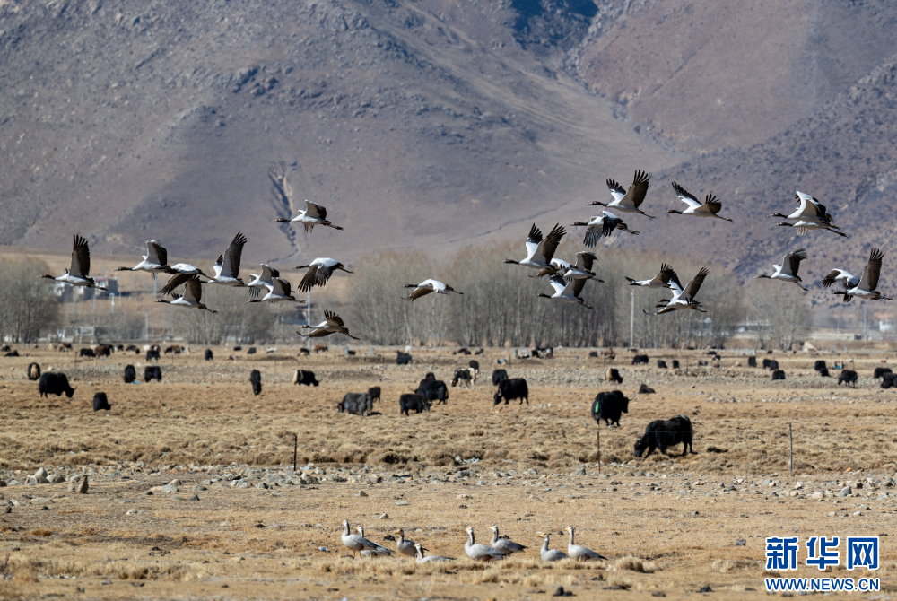 首都医科大学附属北京胸科医院黄牛代挂号电话票贩子号贩子网上预约挂号,住院检查加快,拉萨河谷:迁徙候鸟绘就美好生态画卷
