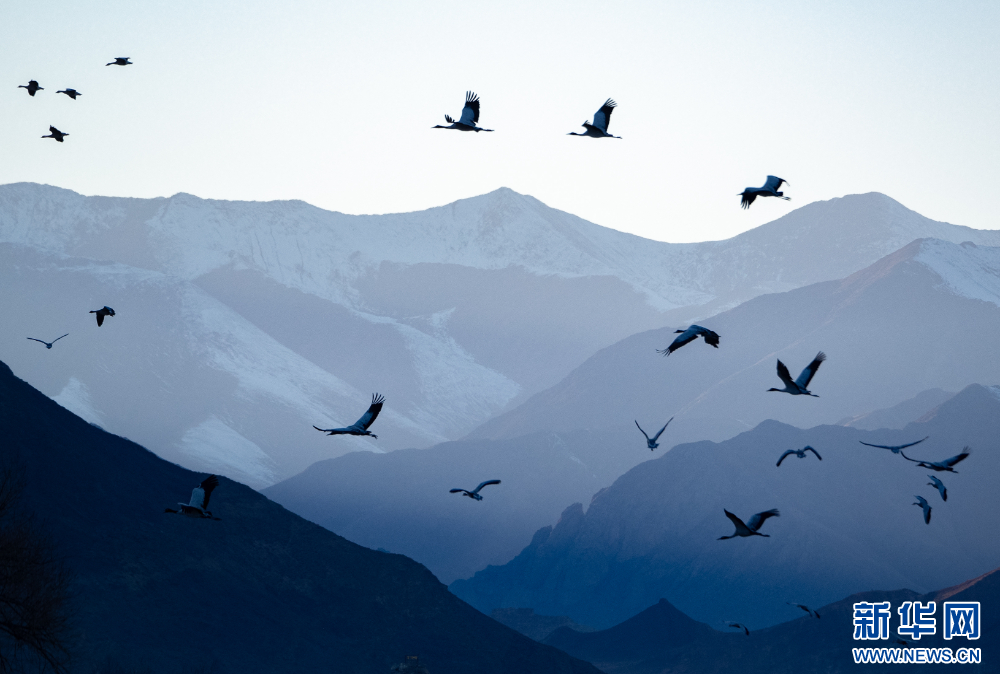 首都医科大学附属北京胸科医院黄牛代挂号电话票贩子号贩子网上预约挂号,住院检查加快,拉萨河谷:迁徙候鸟绘就美好生态画卷