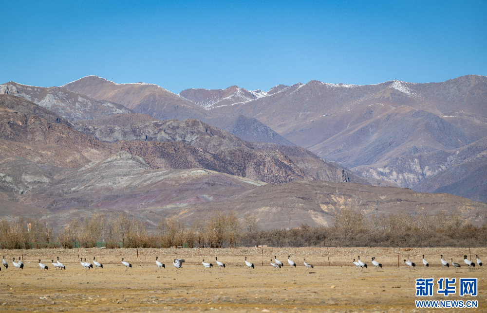 首都医科大学附属北京胸科医院黄牛代挂号电话票贩子号贩子网上预约挂号,住院检查加快,拉萨河谷:迁徙候鸟绘就美好生态画卷