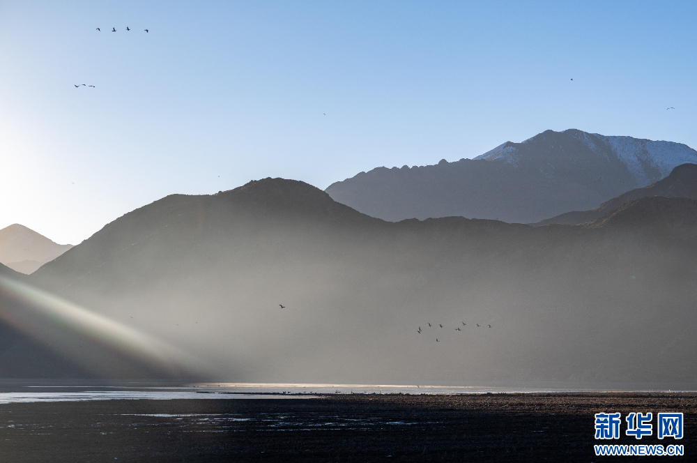 首都医科大学附属北京胸科医院黄牛代挂号电话票贩子号贩子网上预约挂号,住院检查加快,拉萨河谷:迁徙候鸟绘就美好生态画卷