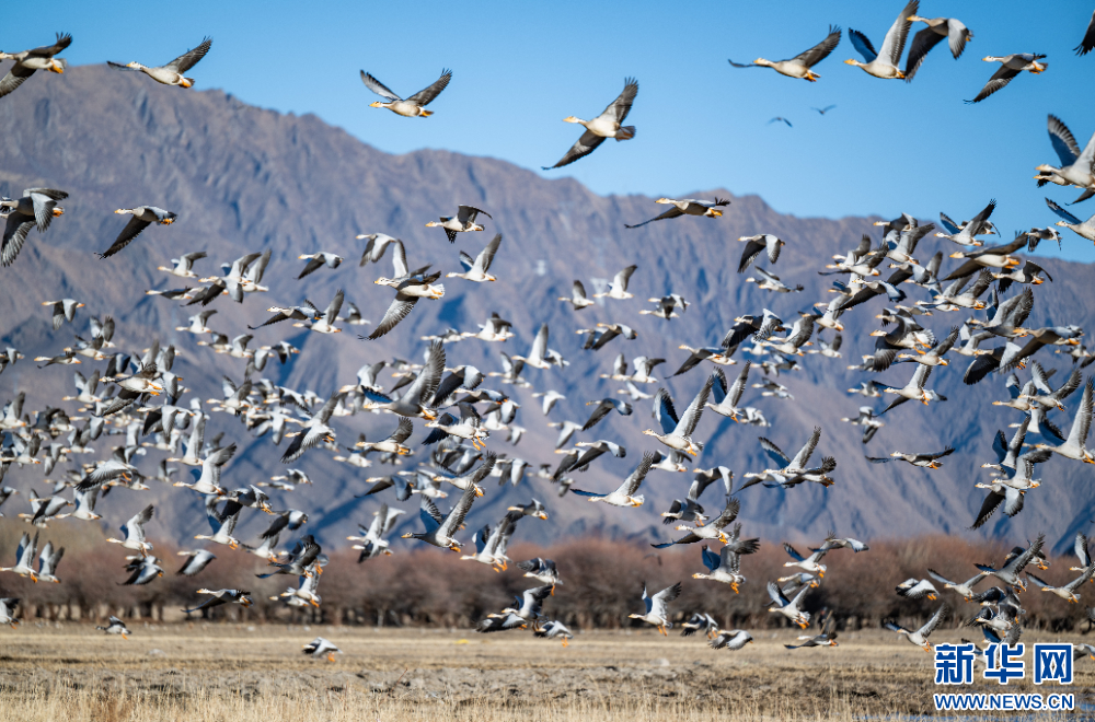 首都医科大学附属北京胸科医院黄牛代挂号电话票贩子号贩子网上预约挂号,住院检查加快,拉萨河谷:迁徙候鸟绘就美好生态画卷