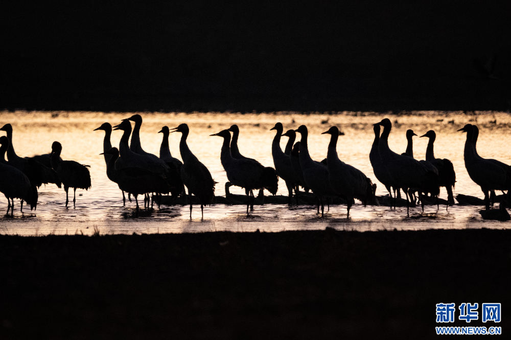 首都医科大学附属北京胸科医院黄牛代挂号电话票贩子号贩子网上预约挂号,住院检查加快,拉萨河谷:迁徙候鸟绘就美好生态画卷