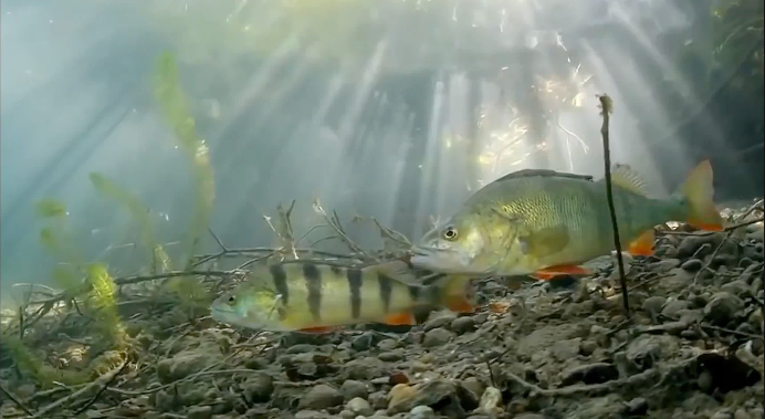 
南京脑科医院黄牛代挂号电话票贩子号贩子网上预约挂号,住院检查加快,【理响中国·薪火“燃”青春】一滴水的“增值”之旅：从绿水青山到金山银山