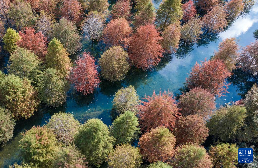 
南京金陵医院黄牛代挂号电话票贩子号贩子网上预约挂号,住院检查加快,立冬将至 秋韵未央