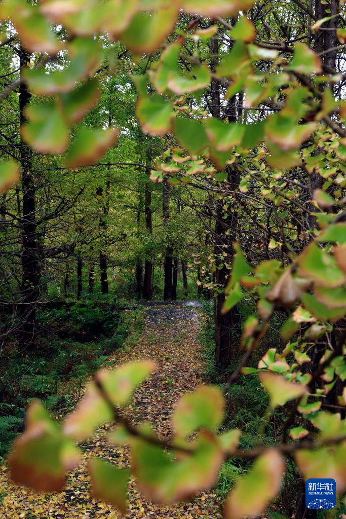 
南京金陵医院黄牛代挂号电话票贩子号贩子网上预约挂号,住院检查加快,立冬将至 秋韵未央