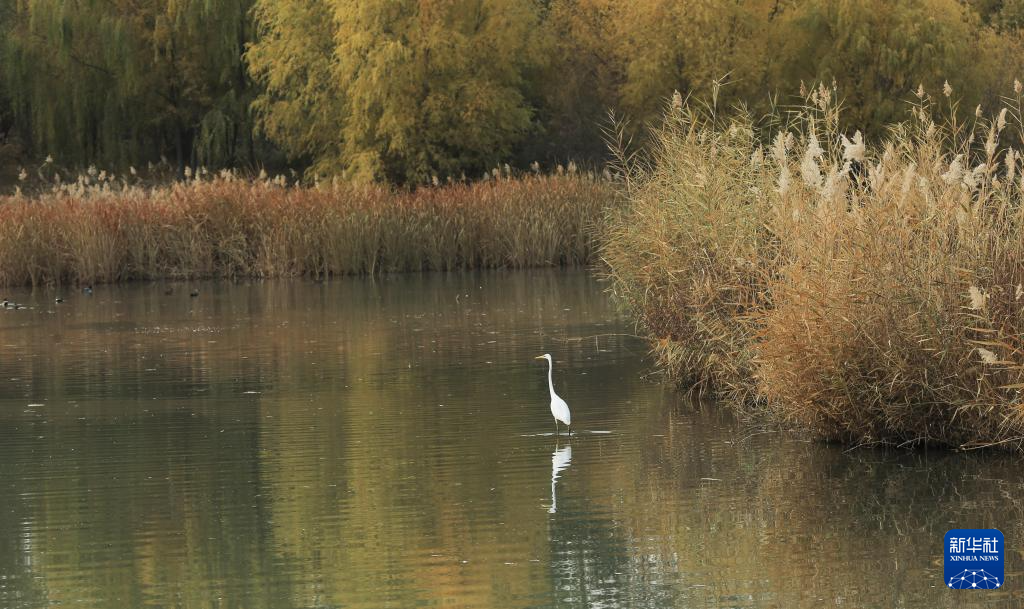 
南京金陵医院黄牛代挂号电话票贩子号贩子网上预约挂号,住院检查加快,立冬将至 秋韵未央