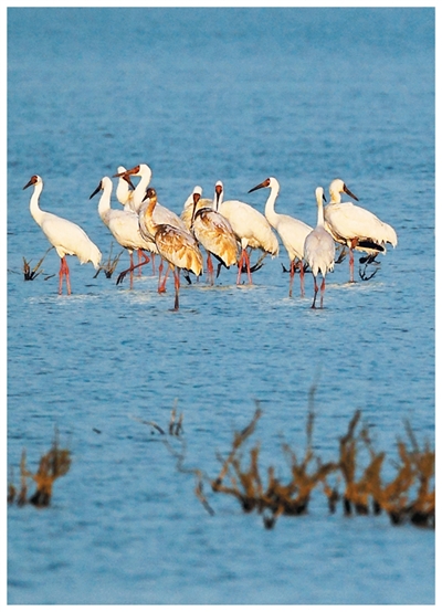 
中国医学科学院阜外医院田涛吕思琪李林林胡晓鹏黄牛挂号电话中国鸟类保护成果显著