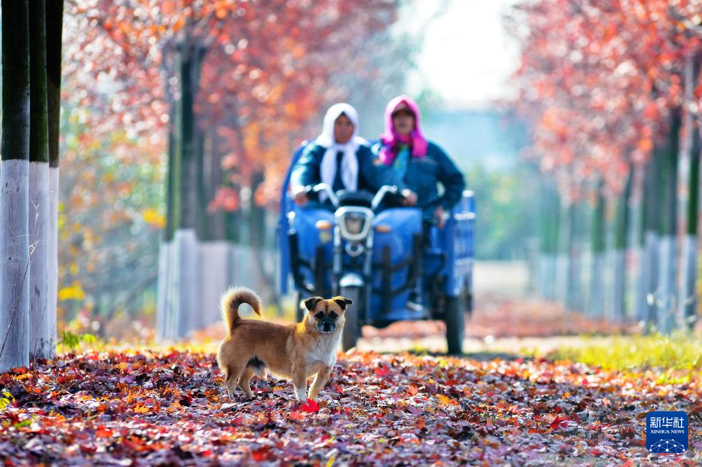 
南京金陵医院黄牛代挂号电话票贩子号贩子网上预约挂号,住院检查加快,立冬将至 秋韵未央