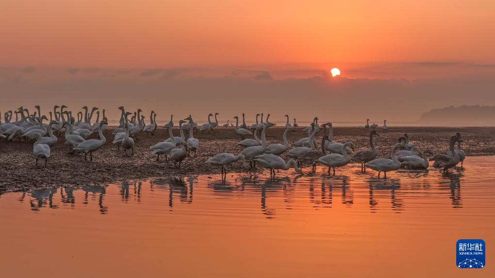 
南京金陵医院黄牛代挂号电话票贩子号贩子网上预约挂号,住院检查加快,立冬将至 秋韵未央