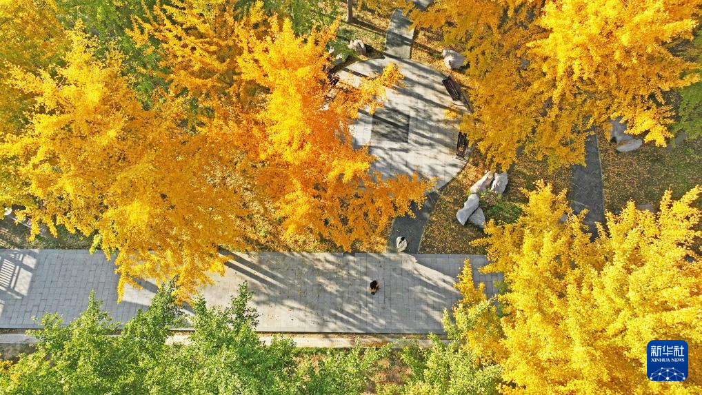 
南京金陵医院黄牛代挂号电话票贩子号贩子网上预约挂号,住院检查加快,立冬将至 秋韵未央