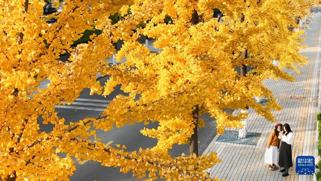 
南京金陵医院黄牛代挂号电话票贩子号贩子网上预约挂号,住院检查加快,立冬将至 秋韵未央