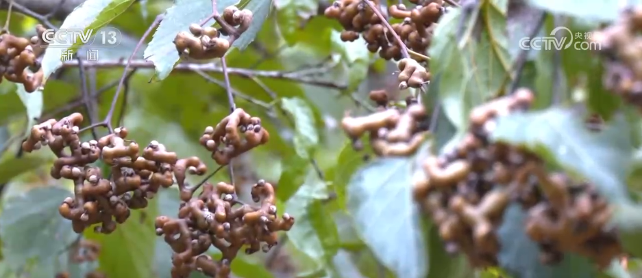 
长春吉大一院黄牛代挂号电话票贩子号贩子网上预约挂号,住院检查加快,“农机+农技”助力秋收秋种 特色种养殖变身增收致富“金钥匙”