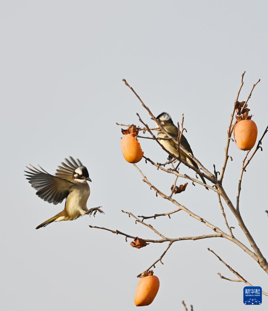
南京金陵医院黄牛代挂号电话票贩子号贩子网上预约挂号,住院检查加快,立冬将至 秋韵未央