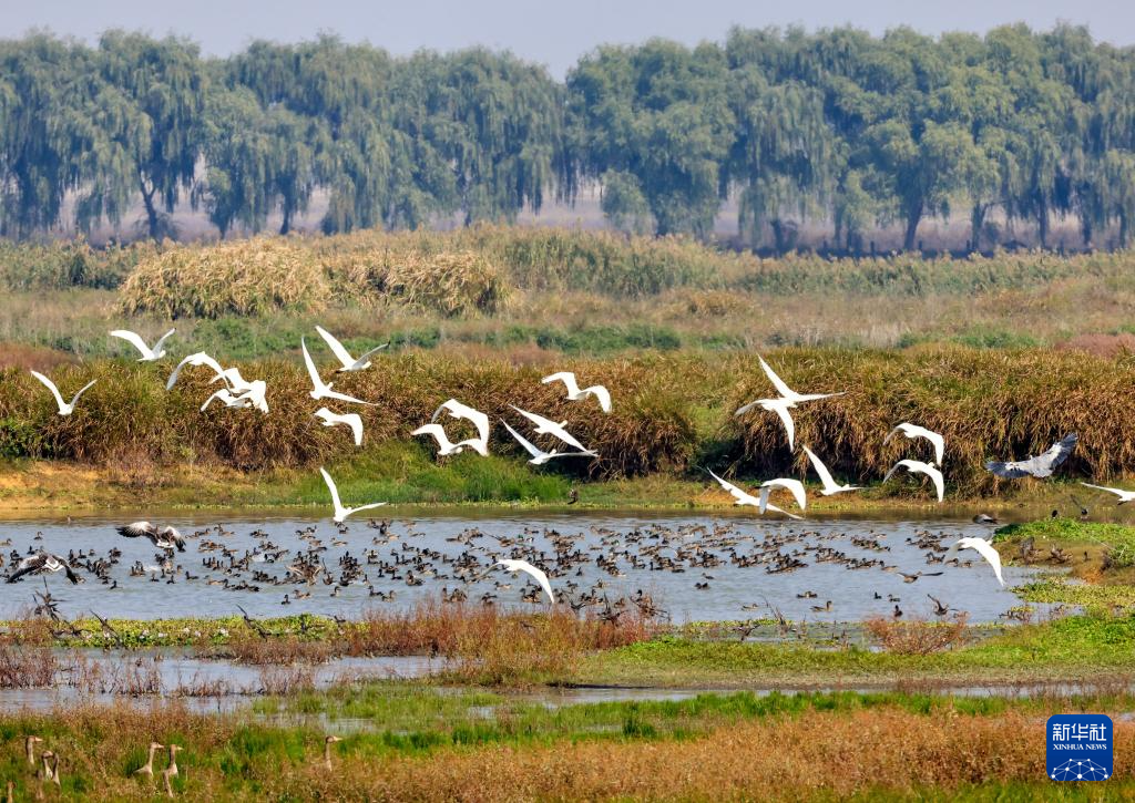 
南京金陵医院黄牛代挂号电话票贩子号贩子网上预约挂号,住院检查加快,立冬将至 秋韵未央