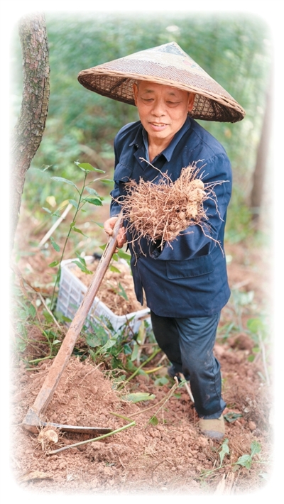 
江苏省人民医院黄牛号贩子票贩子代网上预约代挂号电话在大山里“种”出好日子