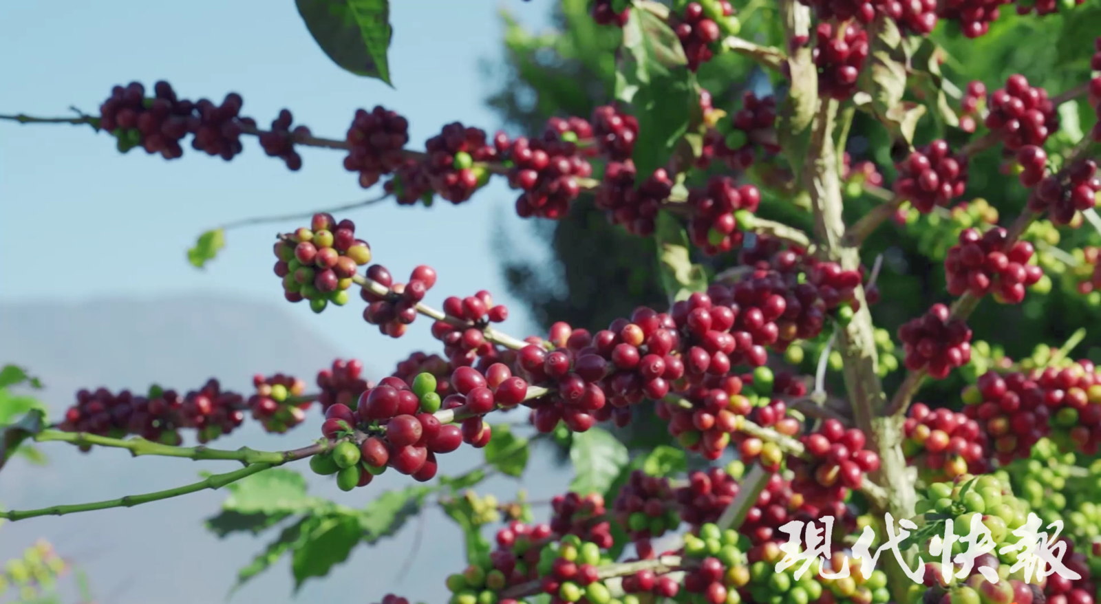 杭州市三医院黄牛代挂号电话票贩子号贩子网上预约挂号,住院检查加快,改革者 正青春|中国咖啡第一村为啥能闯出世界“咖位”?