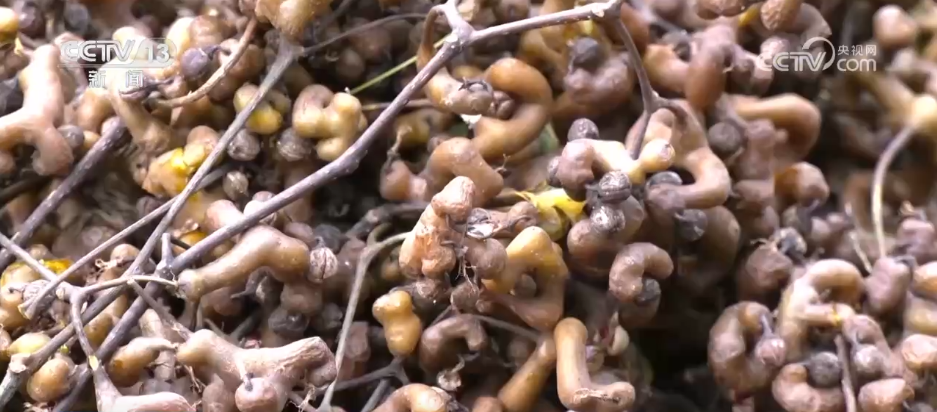 
长春吉大一院黄牛代挂号电话票贩子号贩子网上预约挂号,住院检查加快,“农机+农技”助力秋收秋种 特色种养殖变身增收致富“金钥匙”