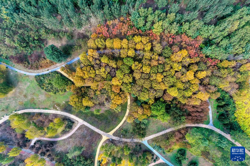 
南京金陵医院黄牛代挂号电话票贩子号贩子网上预约挂号,住院检查加快,立冬将至 秋韵未央
