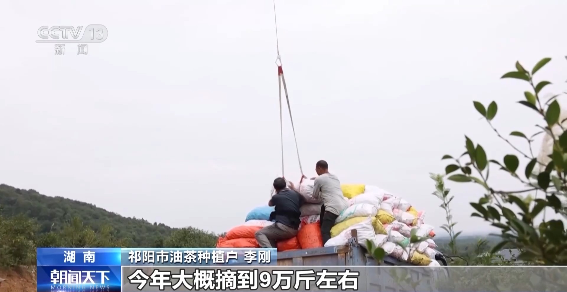 
南京脑科医院黄牛代挂号电话票贩子号贩子网上预约挂号,住院检查加快,浑身是宝！一颗油茶果如何“榨”出近千亿绿色产值？