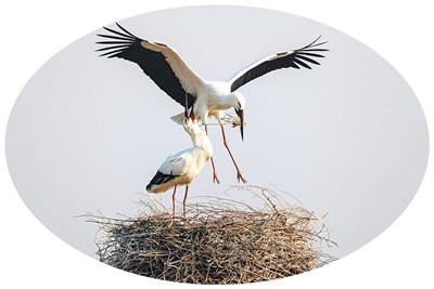 
中国医学科学院阜外医院田涛吕思琪李林林胡晓鹏黄牛挂号电话中国鸟类保护成果显著