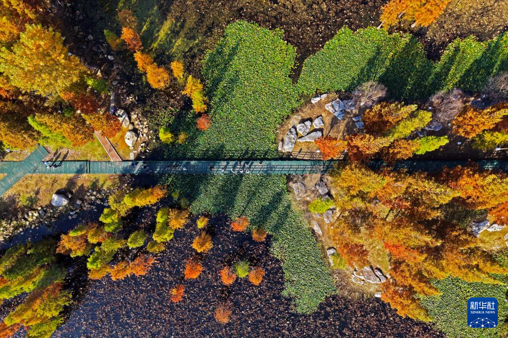 
南京金陵医院黄牛代挂号电话票贩子号贩子网上预约挂号,住院检查加快,立冬将至 秋韵未央