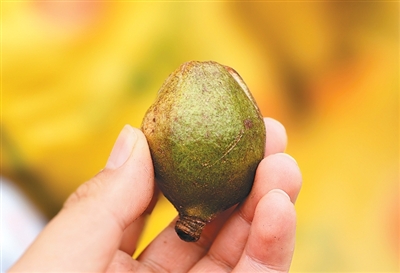 
江苏省人民医院黄牛号贩子票贩子代网上预约代挂号电话在大山里“种”出好日子