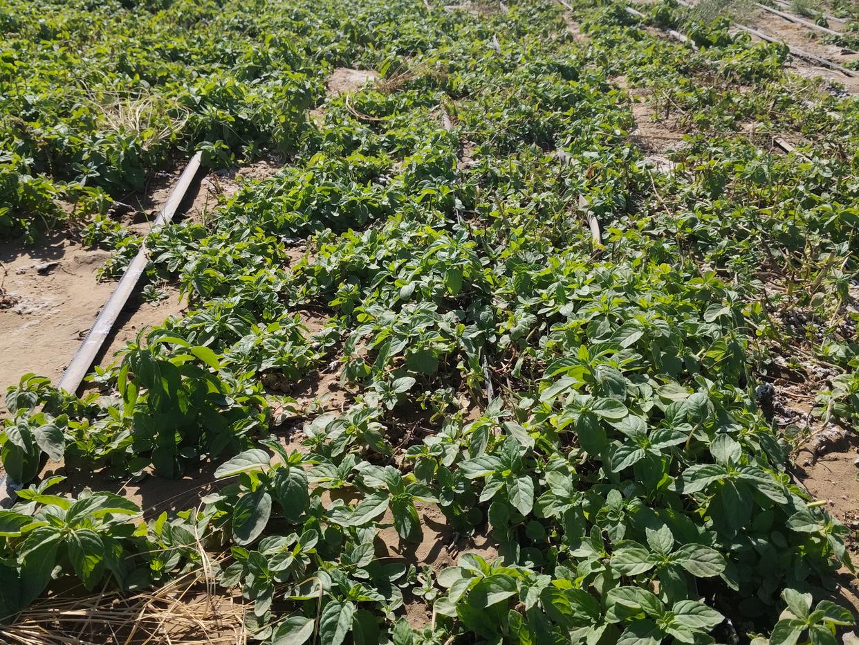 
杭州市三医院黄牛代挂号电话票贩子号贩子网上预约挂号,住院检查加快,变沙为“金” “科技+产业”赋能塔克拉玛干沙漠治沙模式升级