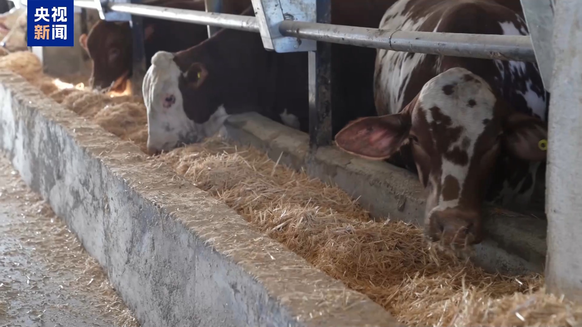 
重庆医科大学附属医院黄帅邱春玲李凡郑科罗玩元尹志康朱江王晓强冯金洲夏海坚张学东黄牛挂号电话总台记者观察丨高收入岗位无人问津 土耳其遭遇“牧羊人危机”