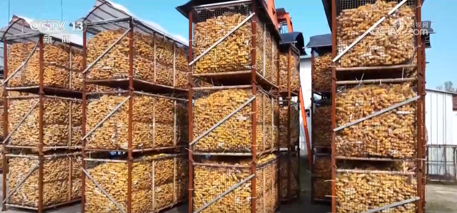 上海儿童医学中心黄牛代挂号电话票贩子号贩子网上预约挂号,住院检查加快,秋收一线观察 | 告别“地趴粮” 住进“好房子” 各地秋粮收储有“粮”方