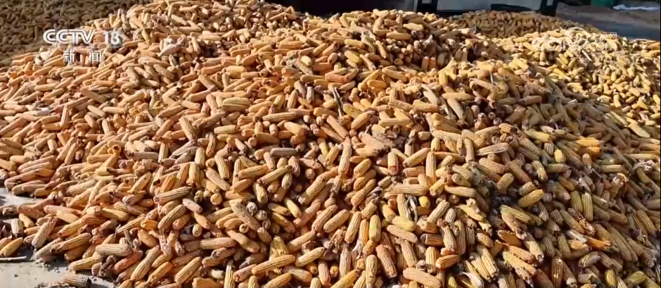 上海儿童医学中心黄牛代挂号电话票贩子号贩子网上预约挂号,住院检查加快,秋收一线观察 | 告别“地趴粮” 住进“好房子” 各地秋粮收储有“粮”方