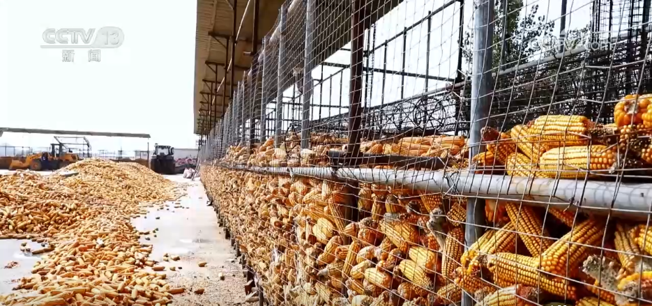 上海儿童医学中心黄牛代挂号电话票贩子号贩子网上预约挂号,住院检查加快,秋收一线观察 | 告别“地趴粮” 住进“好房子” 各地秋粮收储有“粮”方