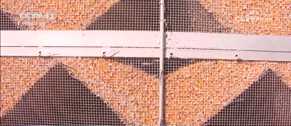 上海儿童医学中心黄牛代挂号电话票贩子号贩子网上预约挂号,住院检查加快,秋收一线观察 | 告别“地趴粮” 住进“好房子” 各地秋粮收储有“粮”方