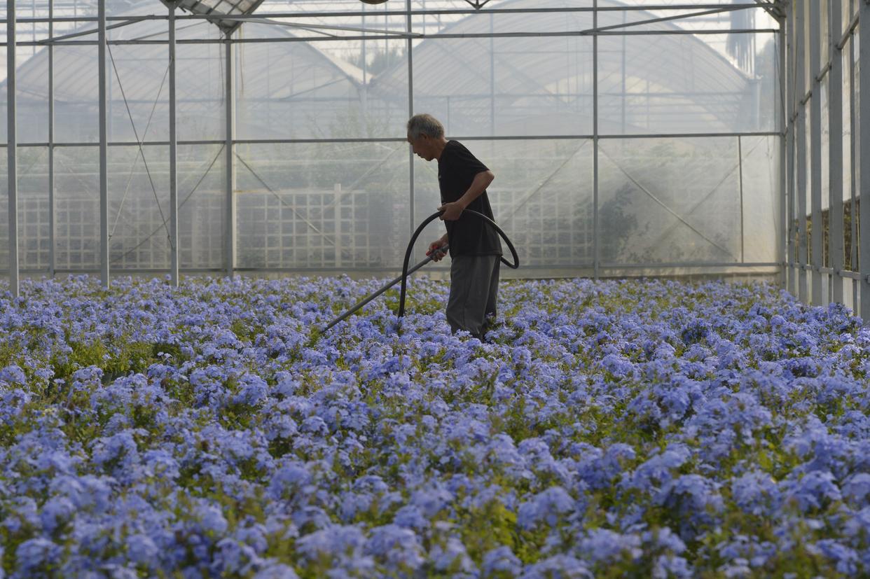 
北京儿研所黄牛代挂号电话票贩子号贩子网上预约挂号,住院检查加快,四中全会精神在基层|建起棒球场，组团种花卉——浙江嘉兴村庄走出抱团发展共富路